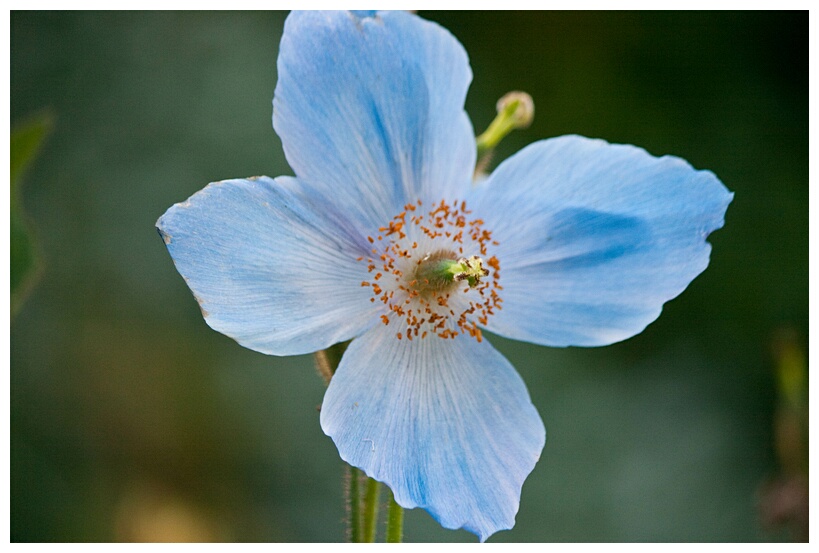 Blue Poppy