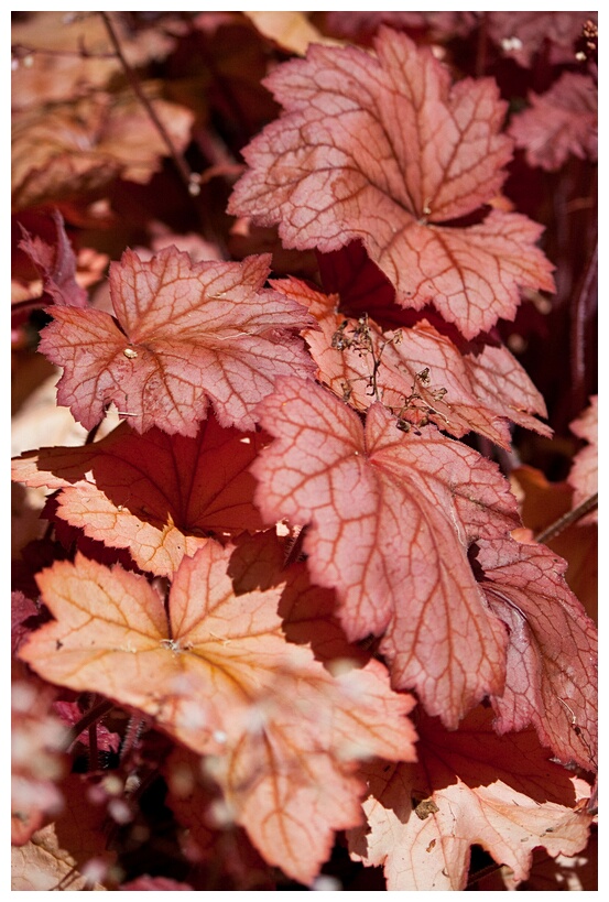 Red Leafs