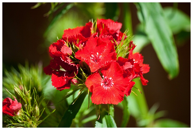 Geranium Sanguineum