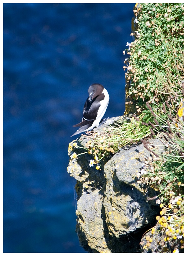 Razorbill