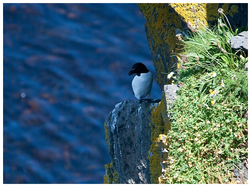 Razorbill