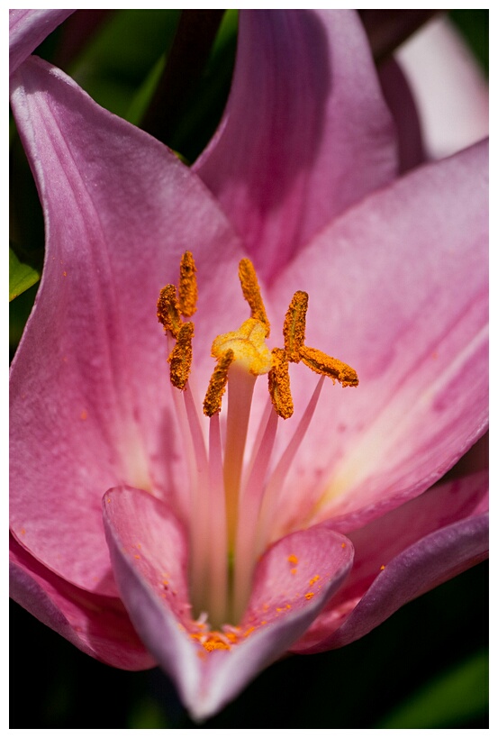 Stamens and Stigma