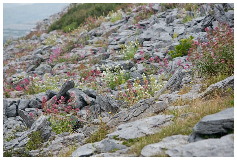 The Burren