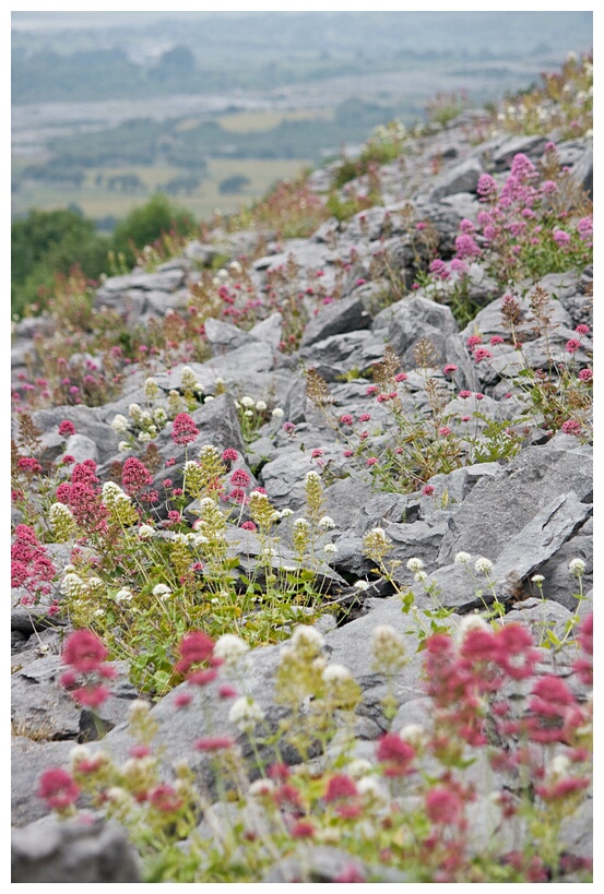 Limestone Landscape