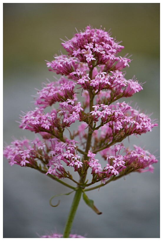 Red Valerian