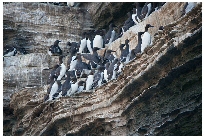 Common Guillemots