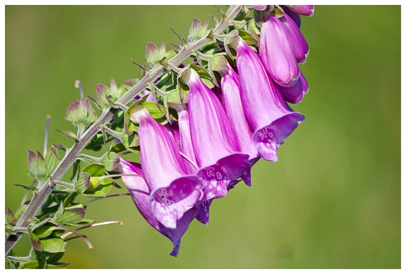 Foxglove