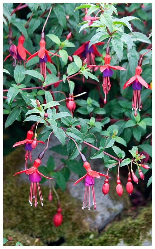 Fuchsias