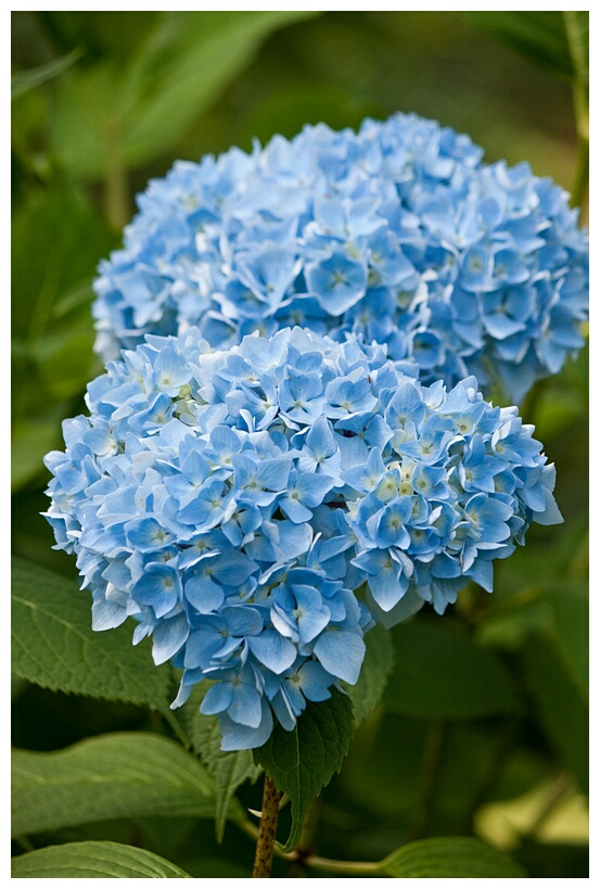 Blue Hydrangeas