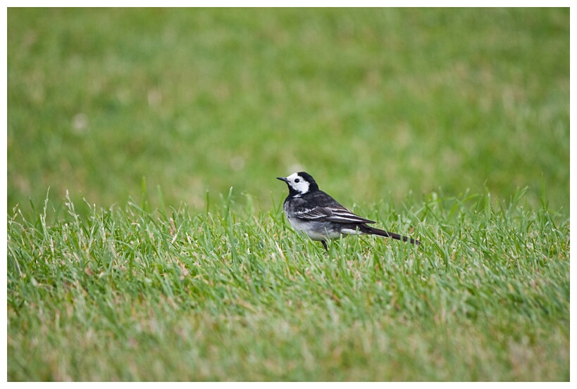 Pied Wagtail