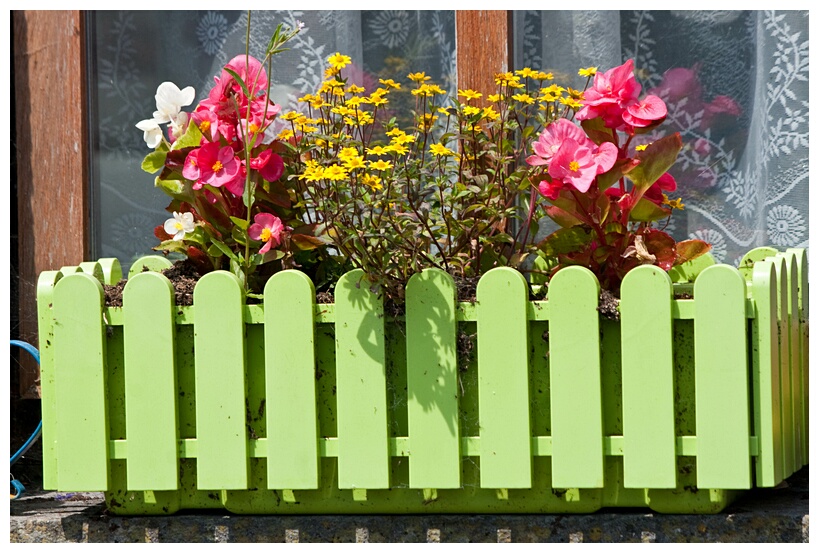 Flowers in the Window