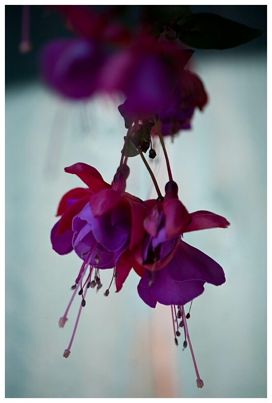 Fuchsias