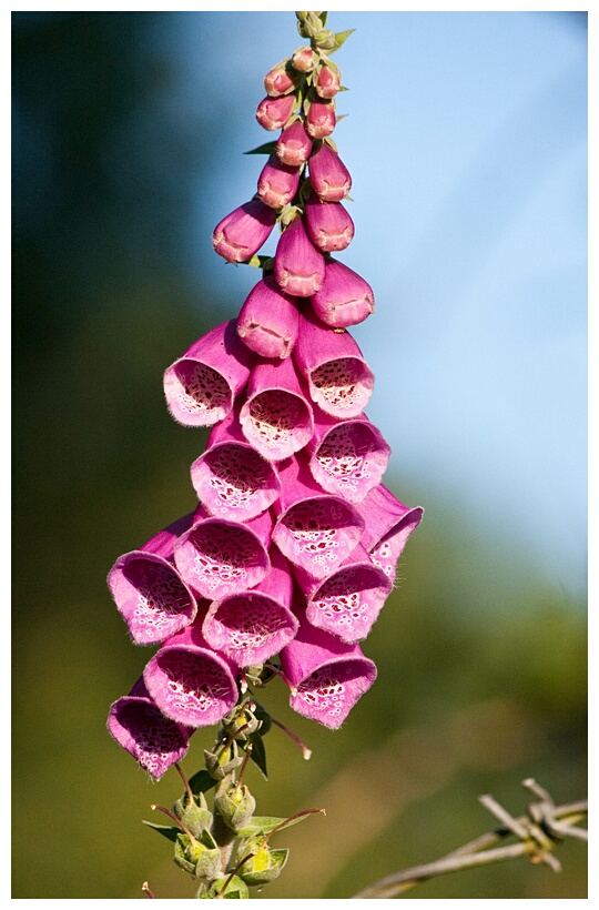 Digitalis Purpurea