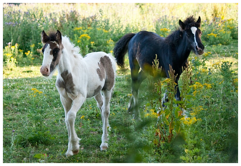 Two Colts