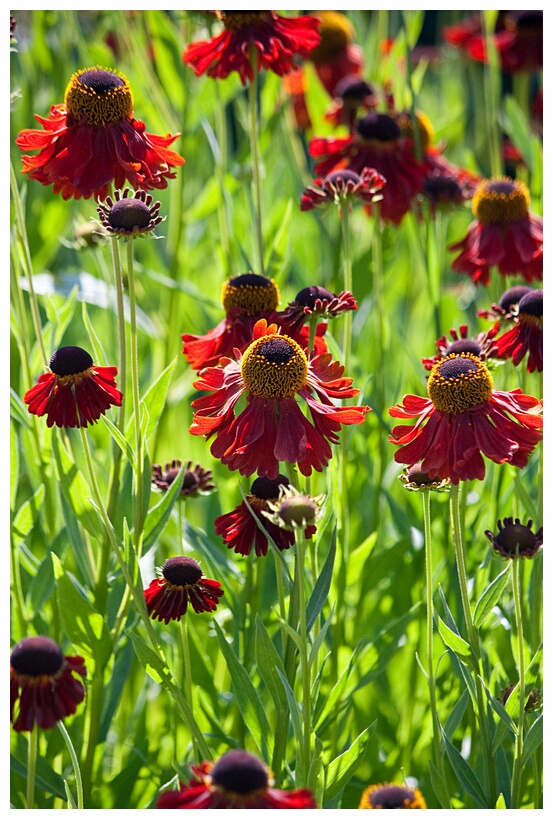 Flowers in Powerscourt