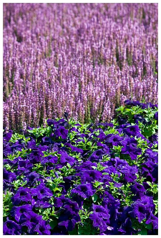 Flowers in Powerscourt