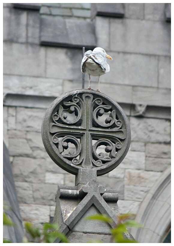 The Bird and the Cross