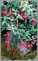 Fuchsias