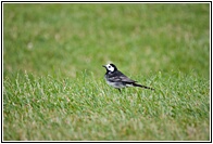 Pied Wagtail