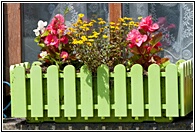 Flowers in the Window