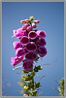 Foxglove