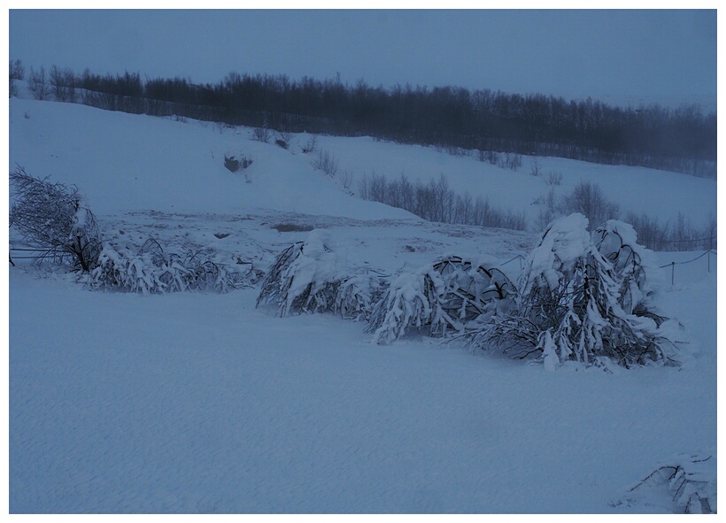 Snowy Landscape