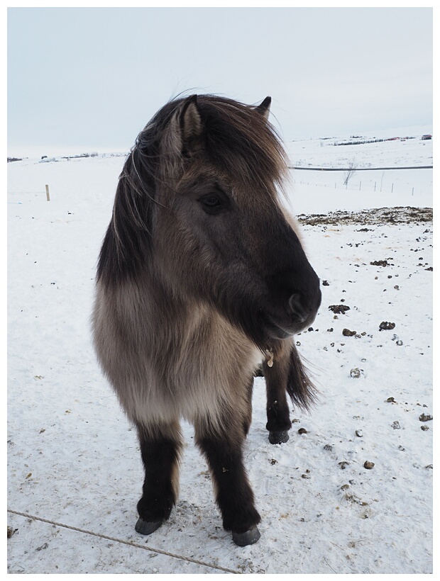 Iceland Horse