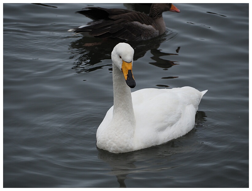 Swan