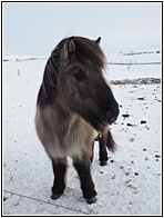 Iceland Horse