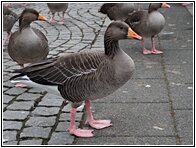 Greylag Goose