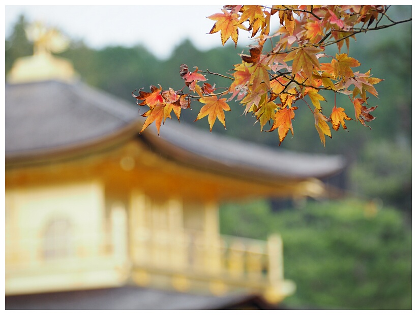 Kinkaku-ji Temple