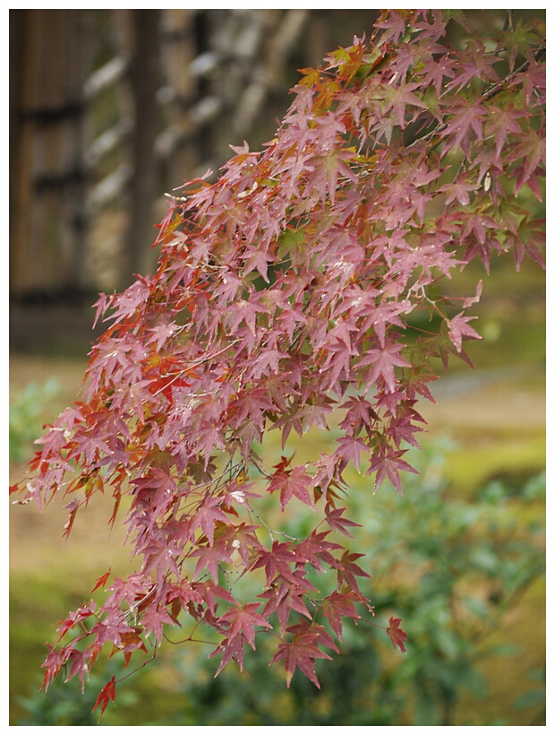 Maple Leaves