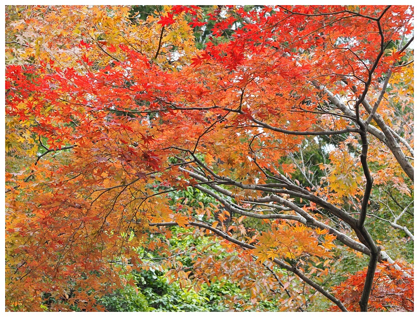 Autumn Colors