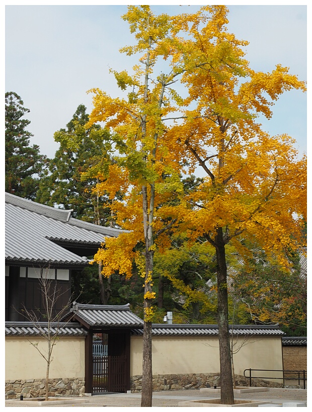 Ginkgo Trees