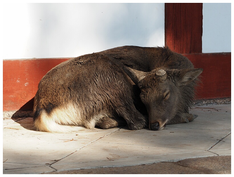 Deer Sleeping