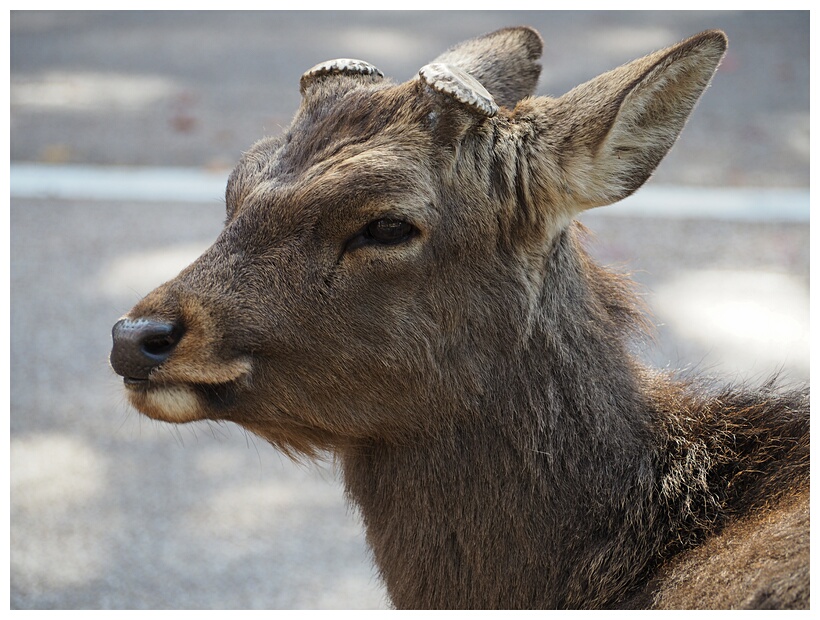 Nara Deer