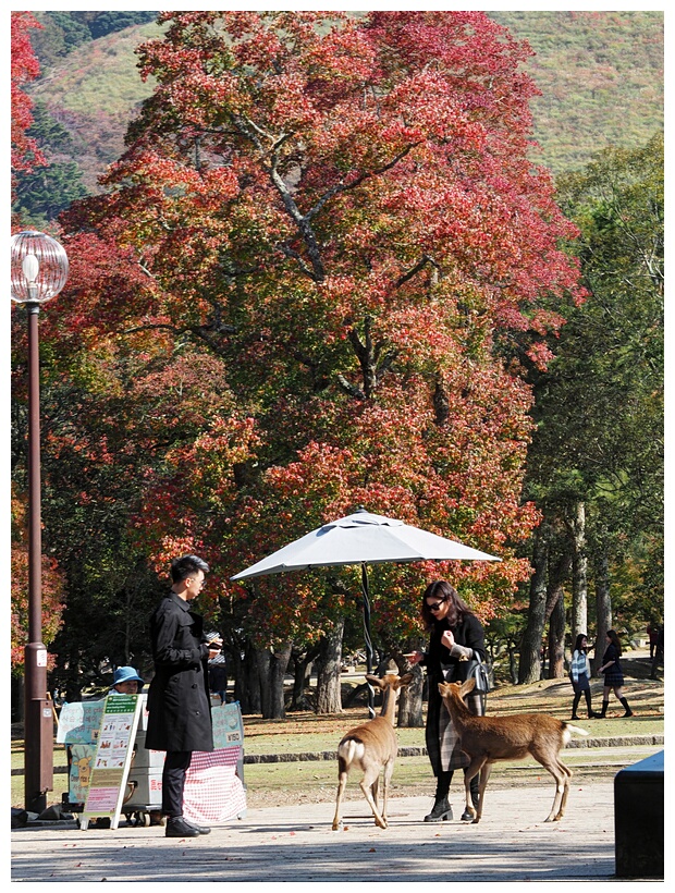 Nara Park