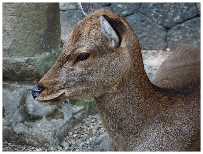 Young Deer