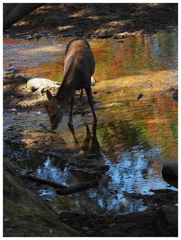 Nara Park