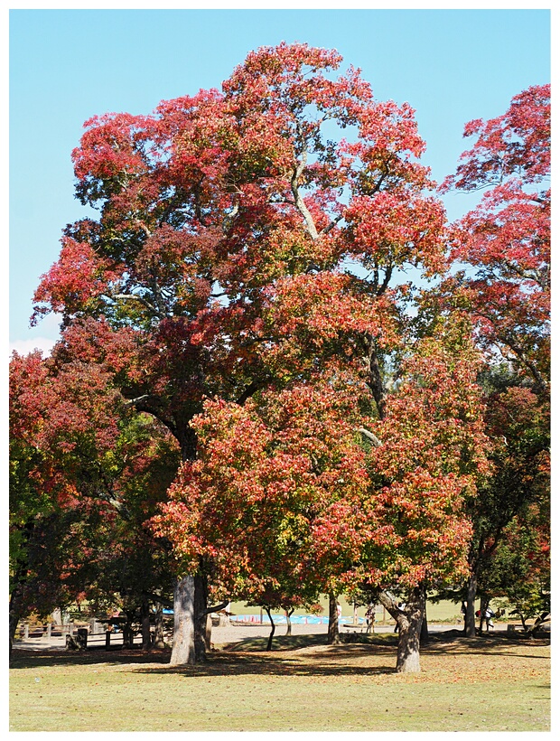 Red Maple