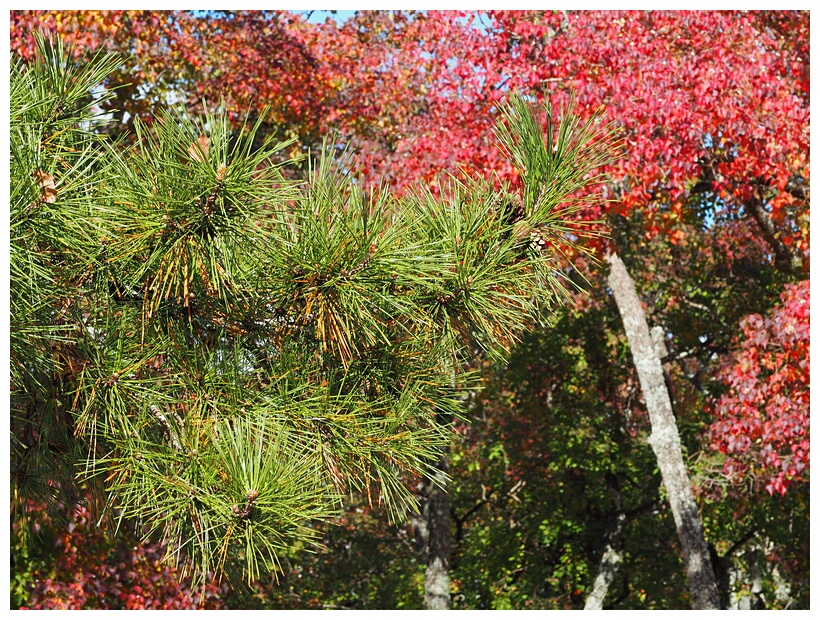 Colored Leaves