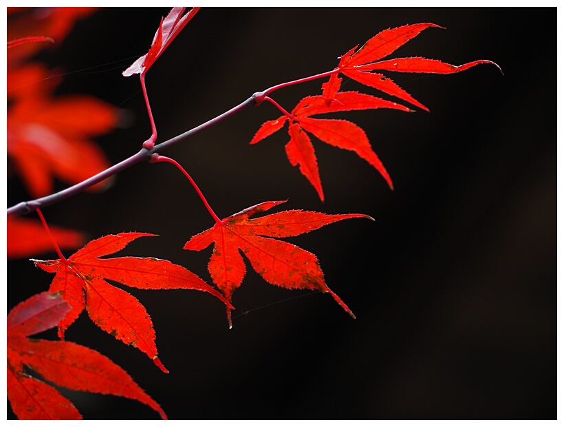 Red Leaves