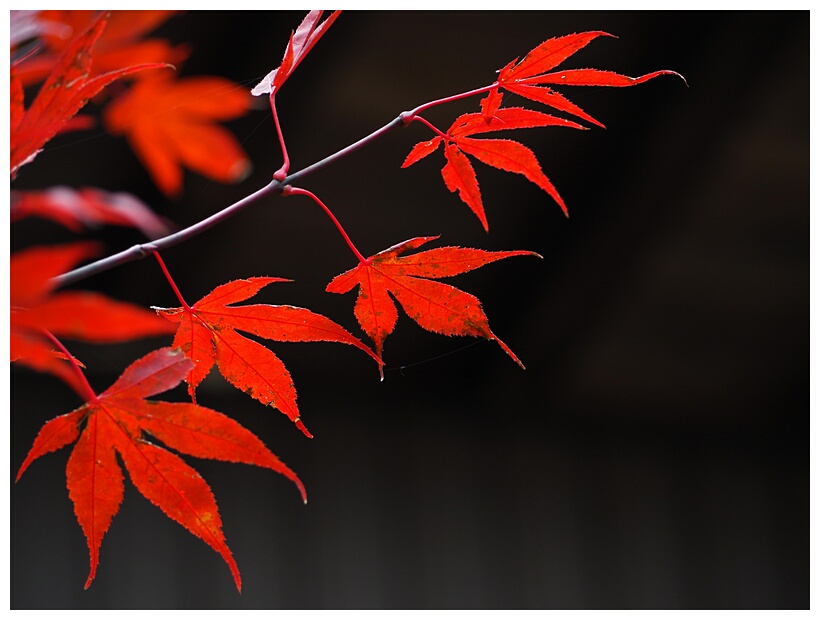 Red Leaves