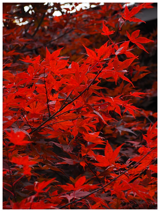 Red Leaves