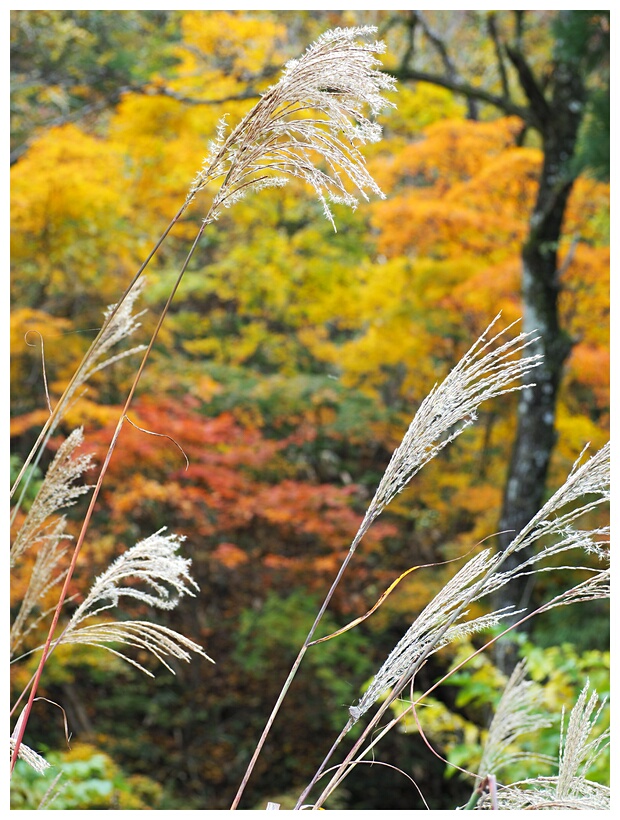 Autumn Landscape