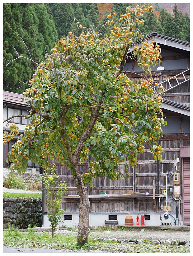 Fruit Tree