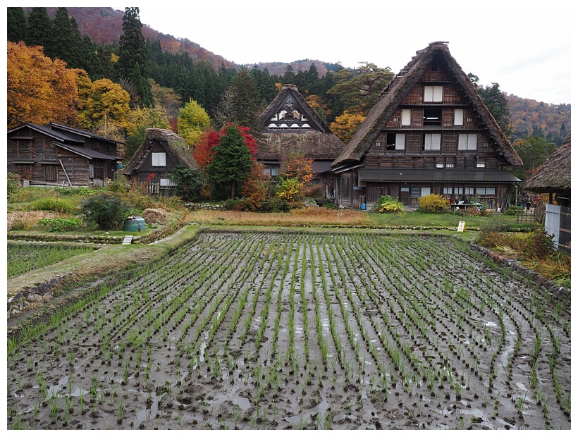 Gassho-zukuri Houses