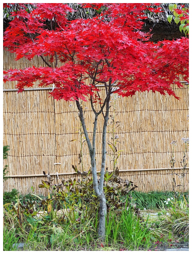 Red Maple