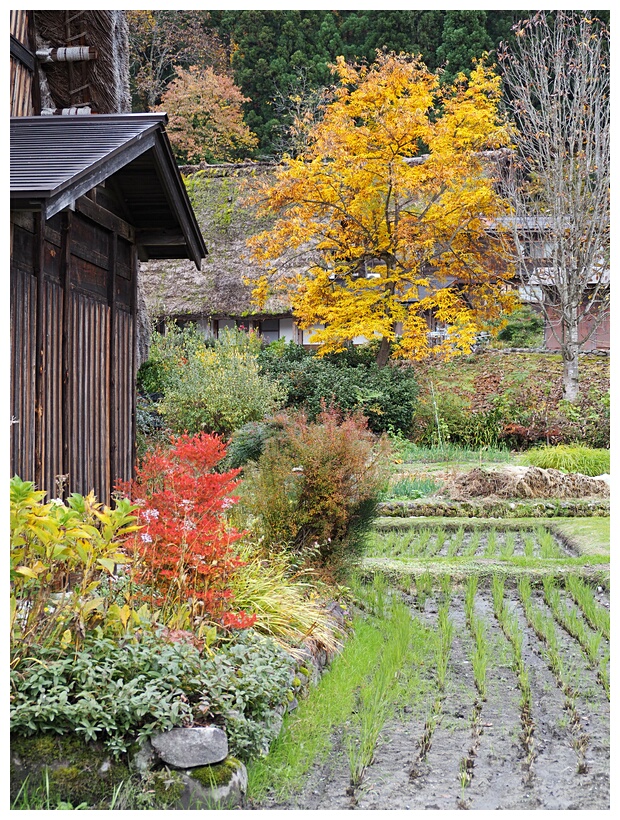 Shirakawa-go