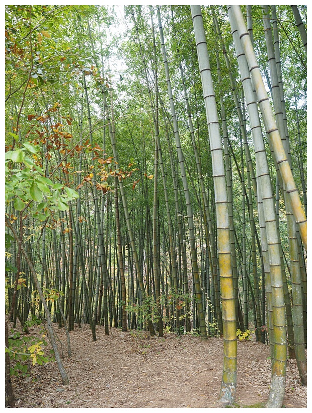 Bamboo Forest